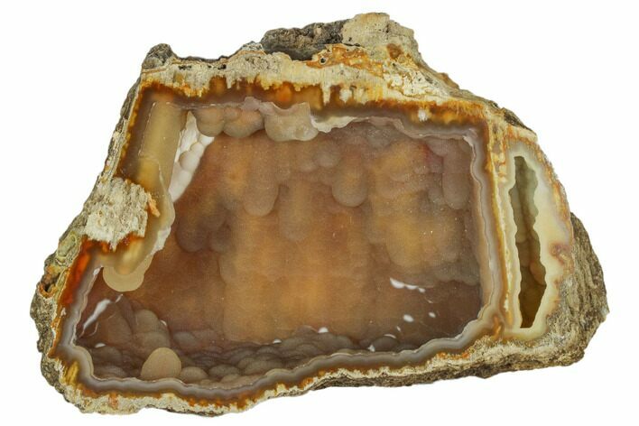 Agatized Fossil Coral Geode - Florida #188195